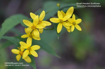 Helianthus microcephalus