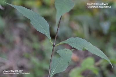 Helianthus decapetalus