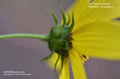 Helianthus decapetalus