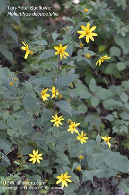 Helianthus decapetalus