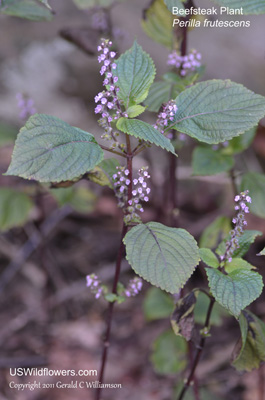 Perilla frutescens