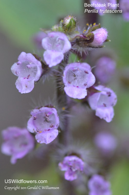 Perilla frutescens