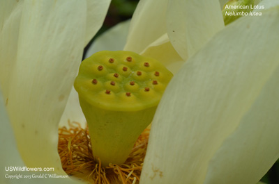 Nelumbo lutea