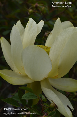 Nelumbo lutea