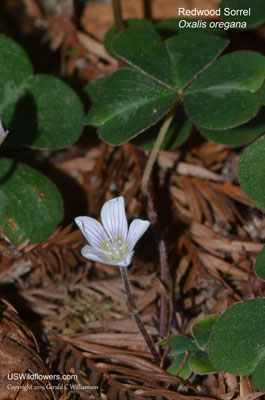 Oxalis oregana