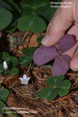 Oxalis oregana