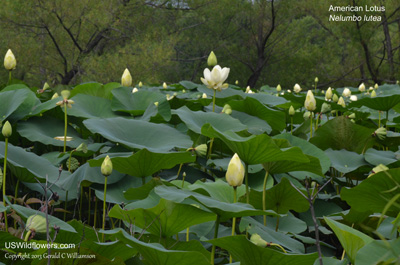 Nelumbo lutea