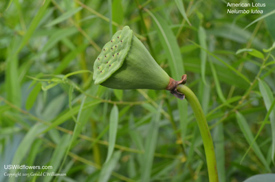 Nelumbo lutea