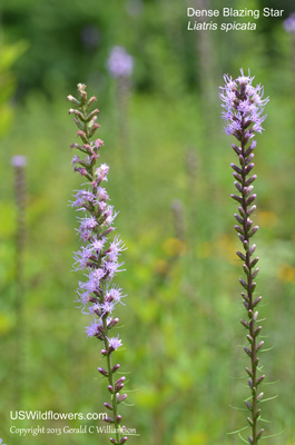 Liatris spicata