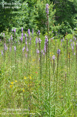 Liatris spicata