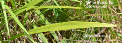 Liatris spicata