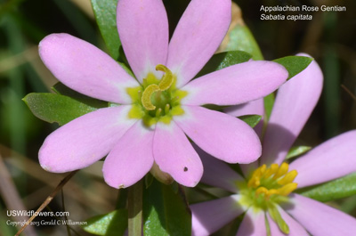 Sabatia capitata