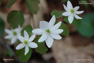 Thalictrum thalictroides