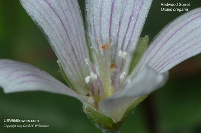 Oxalis oregana