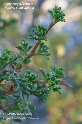 Purshia stansburiana