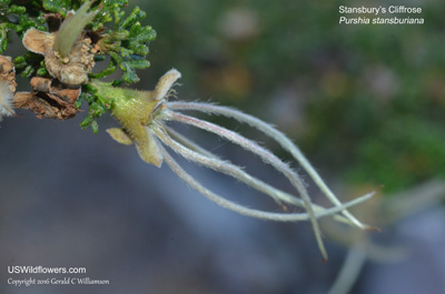 Purshia stansburiana