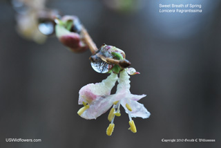 Lonicera fragrantissima