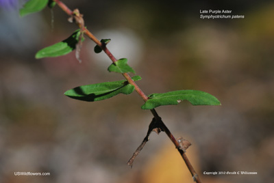 Symphyotrichum patens