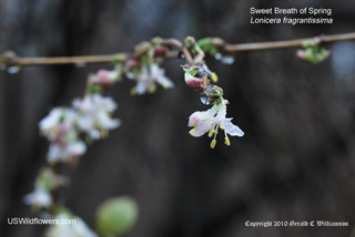 Lonicera fragrantissima