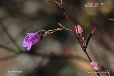 Agalinis tenuifolia