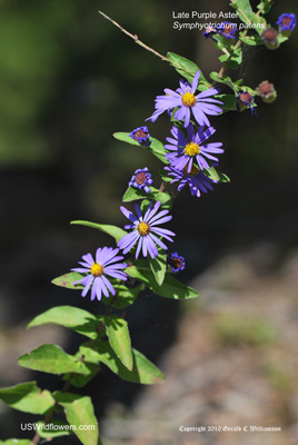 Symphyotrichum patens