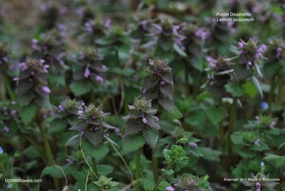 Lamium purpureum