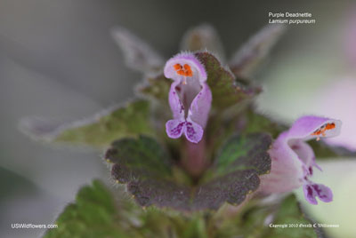 Lamium purpureum