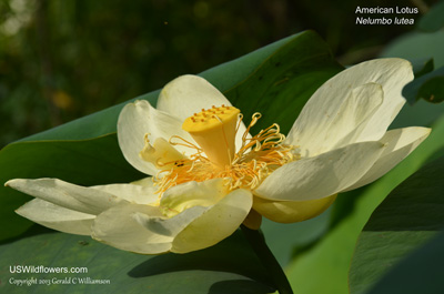 Nelumbo lutea