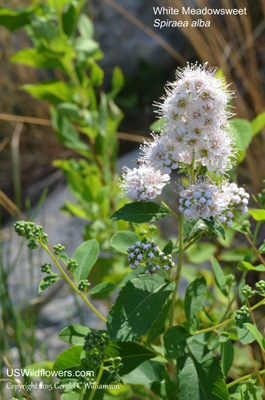 Spiraea alba