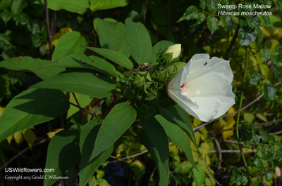 Hibiscus moscheutos