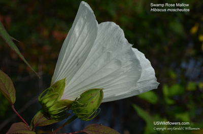 Hibiscus moscheutos