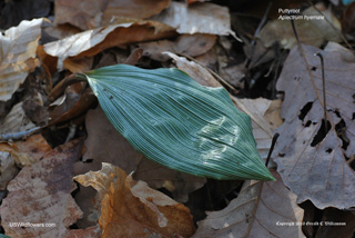 Aplectrum hyemale