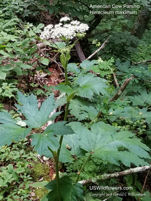 Heracleum maximum