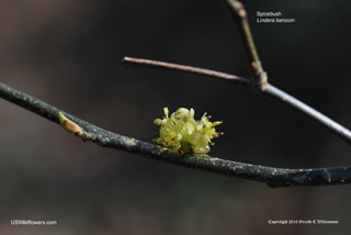 Lindera benzoin