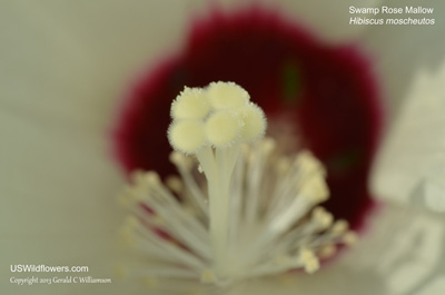 Hibiscus moscheutos