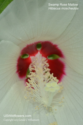 Hibiscus moscheutos