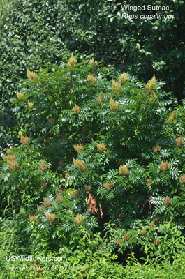 Rhus copallinum