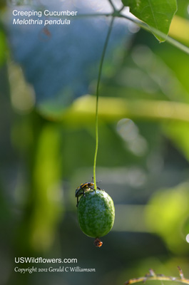 Melothria pendula