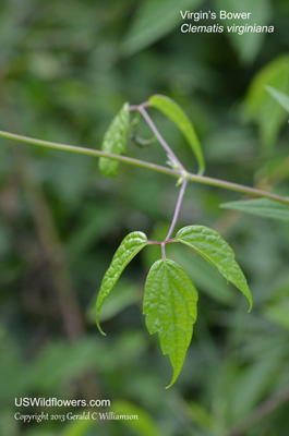 Clematis virginiana