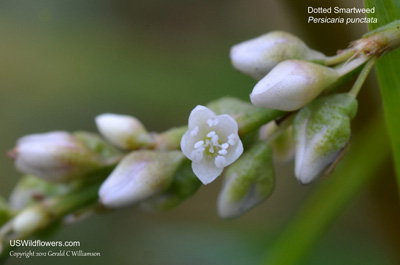 Persicaria punctata