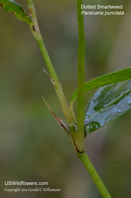 Persicaria punctata