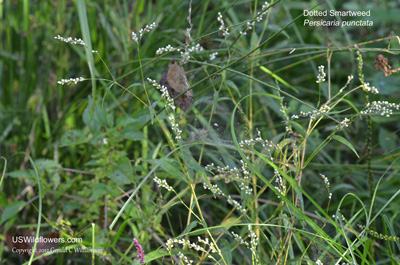 Persicaria punctata