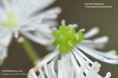 Trautvetteria caroliniensis