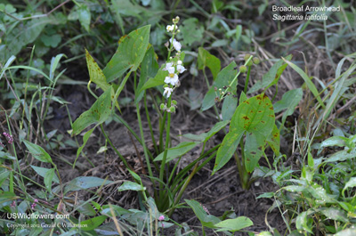 Sagittaria latifolia