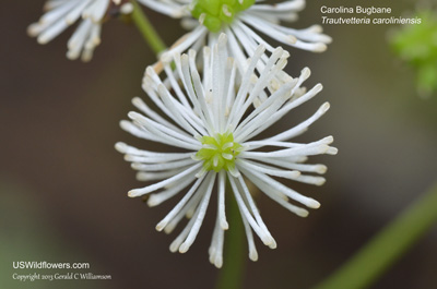 Trautvetteria caroliniensis