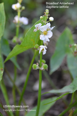 Sagittaria latifolia