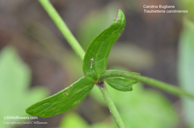 Trautvetteria caroliniensis