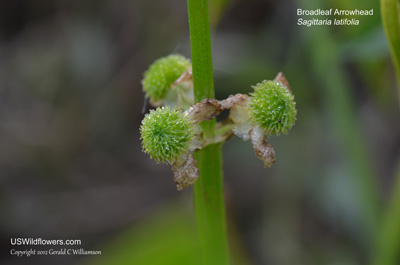 Sagittaria latifolia