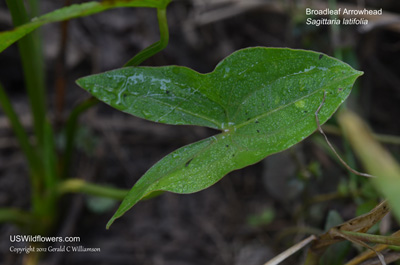 Sagittaria latifolia