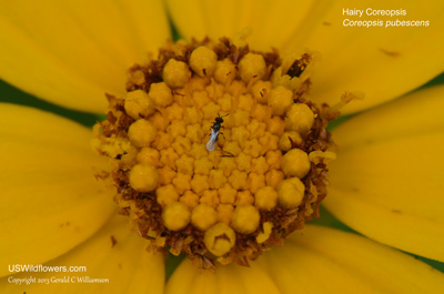 Coreopsis pubescens